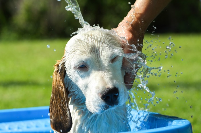 La hidratación es clave para mantener bien a nuestras mascotas